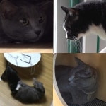 TV동물농장 1202회 불법 번식장 충격적인 실체 파헤친다