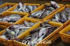 생태 신선하네...