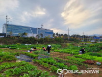 성남시 65세 이상 2090명에 시청 건너편 실버텃밭 무료 분양