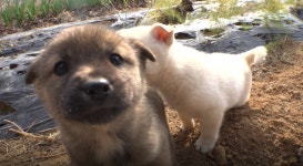 TV동물농장 사라진 4꼬물이·누더기견 정체·5냥이들 입양기