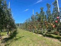 포항시, 스마트과수원특화단지 최종 선정돼 과수산업 패러다임 전환 계기