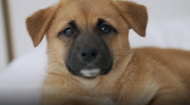 TV동물농장 수로에 갇힌 개들·K-똥개 보필 프로젝트 소개