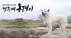 경주시, 경주개 동경이·금이관이 SNS캐릭터…상징물 추가 지정 검토