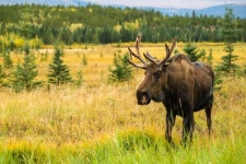 캐나다 화이트호스와 포근한 오로라 여행