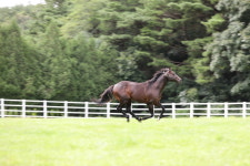 차세대 명마 탄생 기원 한국마사회 제주‧장수목장 씨수말 교배지원 나서