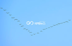 [국제포토] 새봄맞이 철새들의 이사행렬