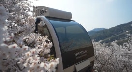 화담숲 벚꽃 개화시기 떴다 모노레일 예약방법과 입장료는?