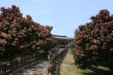 서천군, 봄의 전령사 동백나무꽃과 쌀알이 톡톡 튀는 주꾸미 향연에 한번 댕겨 가셔~유 !