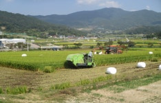 논 살리고 소 살리고, 총체 벼로 일석이조 효과