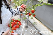 수확에서 요리까지 진주시 대평면 딸기로 만나는 특별한 체험