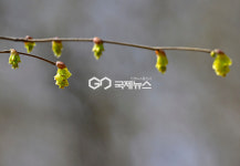 [국제포토] 봄의 향연 & 히어리