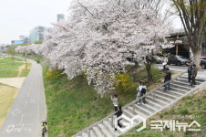 성남시, 벚꽃길 명소 9경 소개 ... 봄나들이 즐긴다