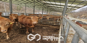 영주시, 소 럼피스킨 일제접종 실시