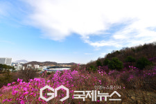 [국제포토] 주말 나들이 강추 & 원미산 진달래축제