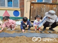 청주 진흥초병설유치원, 텃밭에 감자 심기 체험 활동 진행