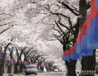 벌써 만개했다 2025 제주 벚꽃축제 전농로·애월·조천·서귀포 일정