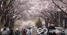 전국 산불 희생자 애도...제29회 제천 청풍호 벚꽃축제 전면 축소 운영