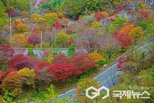 단양군, 단풍경관 조성사업 본격 착수