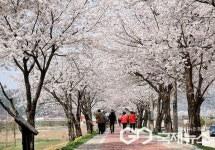 음성군, 벚꽃 명소들 매력 선보인다