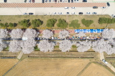 정선군, 꽃길 따라 걷는 힐링 여행 북평면 벚꽃 축제 12일 개막