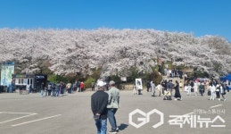 벚꽃 명승지, 사천 선진리성에서 제6회 선진리성 벚꽃축제 성료
