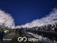 [포토] 천안 원성천 벚꽃  낮보다 밤이 더 아름답고 눈부셔요