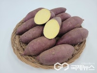옥천군농업기술센터, 고구마 호풍미·소담미 재배 기술 소개