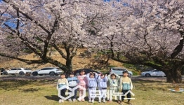 영주동부초등학교병설유치원, 핑크빛 가득한 벚꽃놀이