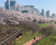 서울 벚꽃만개시기 숨은명소 지역주민들만 아는곳
