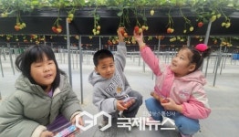 이산초등학교병설유치원, 딸기따기 체험 실시