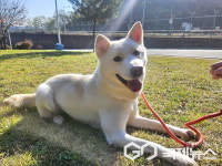 용인시 동물보호센터, 경기도 2024년 반려동물 복지수준 최고 점수