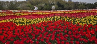 청주 문암생태공원 튤립정원 절정