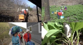 극한직업 평균 나이 82세...쑥 농장과 쑥떡집 위치 공개
