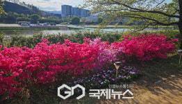 영주2동, 서천변에 봄꽃길 조성…별빛정원 따라 꽃구경 오세요