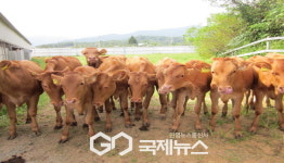 영주시농업기술센터, 2025년 영주한우 수정란 이식사업 본격 추진