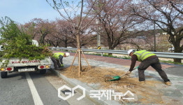 영주시, 녹색도시 위한 가로수 정비에 앞장