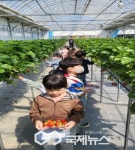 영주서부초등학교 병설유치원, 딸기 수확 체험활동 실시