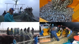 극한직업 봄 멸치잡이·산 더덕캐기 작업·우전차 채취현장 공개