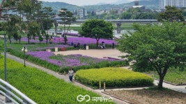 영천 금호강변, 1.4㎞ 보라빛 유채꽃 산책길 장관