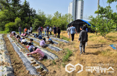 영동 부용초등학교, 학교 텃밭 고구마 모종 심기 진행