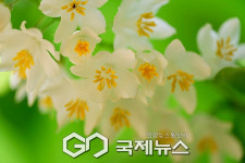 [국제포토] 쪽동백나무꽃