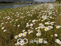 양산 방문의 해 황산공원·양산천변 야생화단지 조성