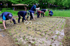 [국제포토] 대풍을 희망하며 모내기 해요