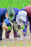 [국제포토] 풍년 기대 & 모내기 손길