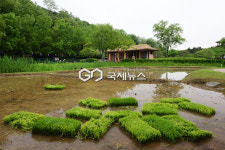 [국제포토] 모 심어요 & 풍년 기대해요