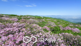 천상의 화원 철쭉의 향연, 2025영주 소백산철쭉제 개최