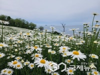 부안 변산마실길 샤스타데이지... 순백의 꽃길 만개