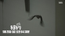 TV동물농장, 도심 고층 아파트 수리부엉이 형제 이소 대작전 예고