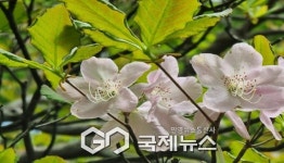 청옥산 명품숲 아름답게 단장한 숲길속으로