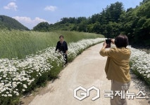 단양군 적성면 상원곡리, 주민 손길로 피어난 데이지 꽃길 활짝